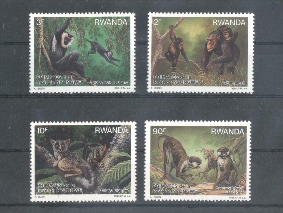 (861576) Monkey, Rwanda